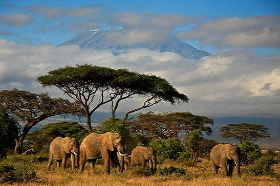 Tanzánie, Keňa, Zanzibar, Uganda, Gorily Tanzánie, Keňa, Zanzibar, Uganda, Gorily