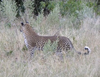 Botswana, Afrika, Leopard, Safari