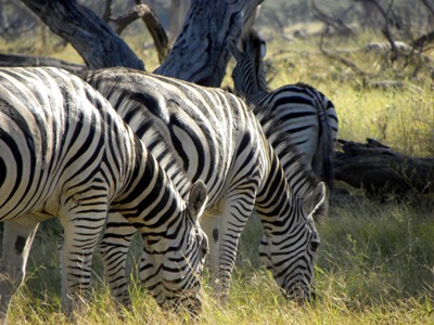 Botswana, Afrika, Safari