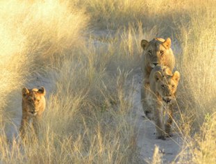 Botswana, Afrika, Safari