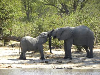 Botswana, Safari, Afrika