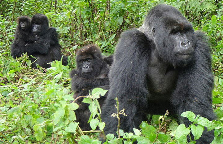 Gorily, Uganda, Safari